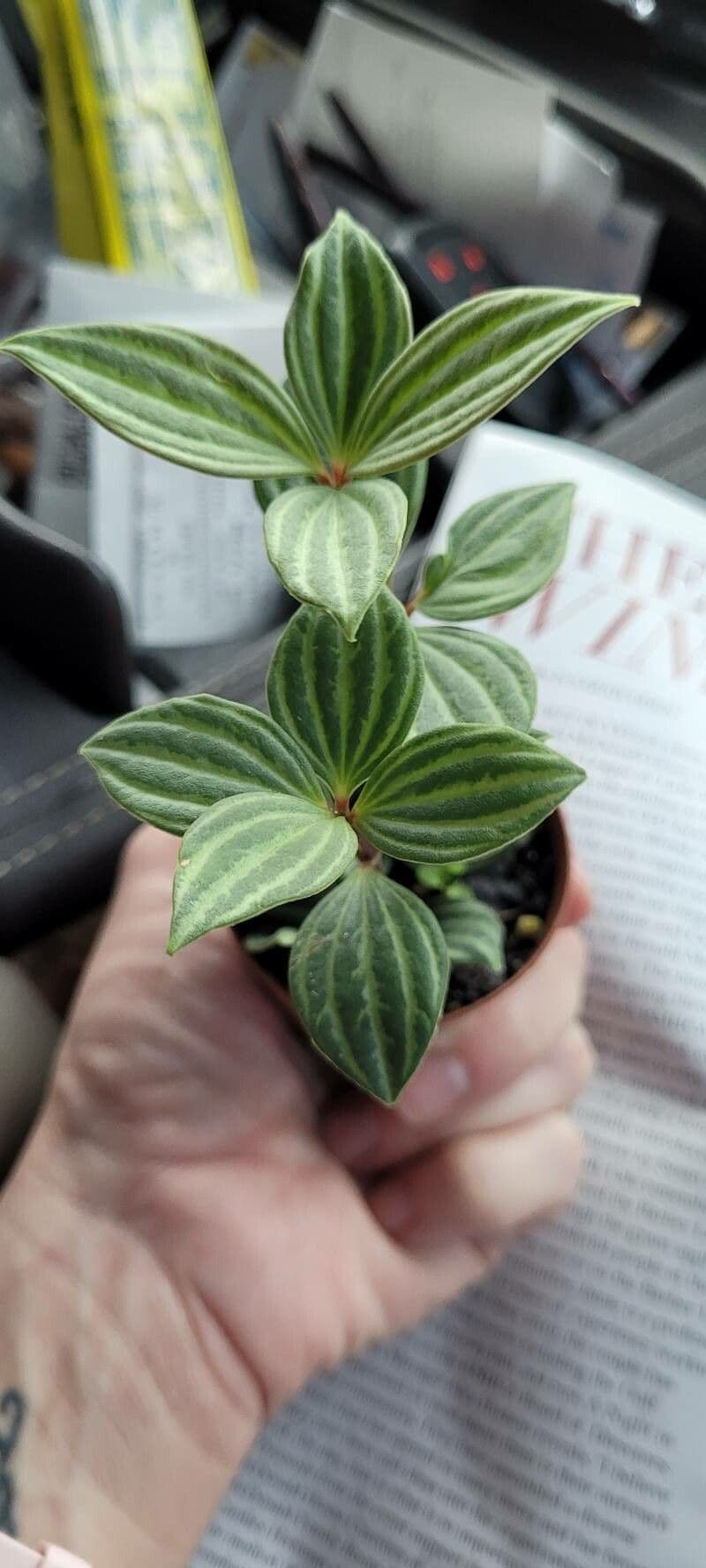 Peperomia 3