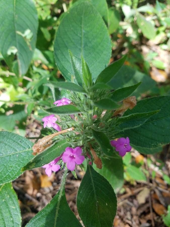 Ruellia 2