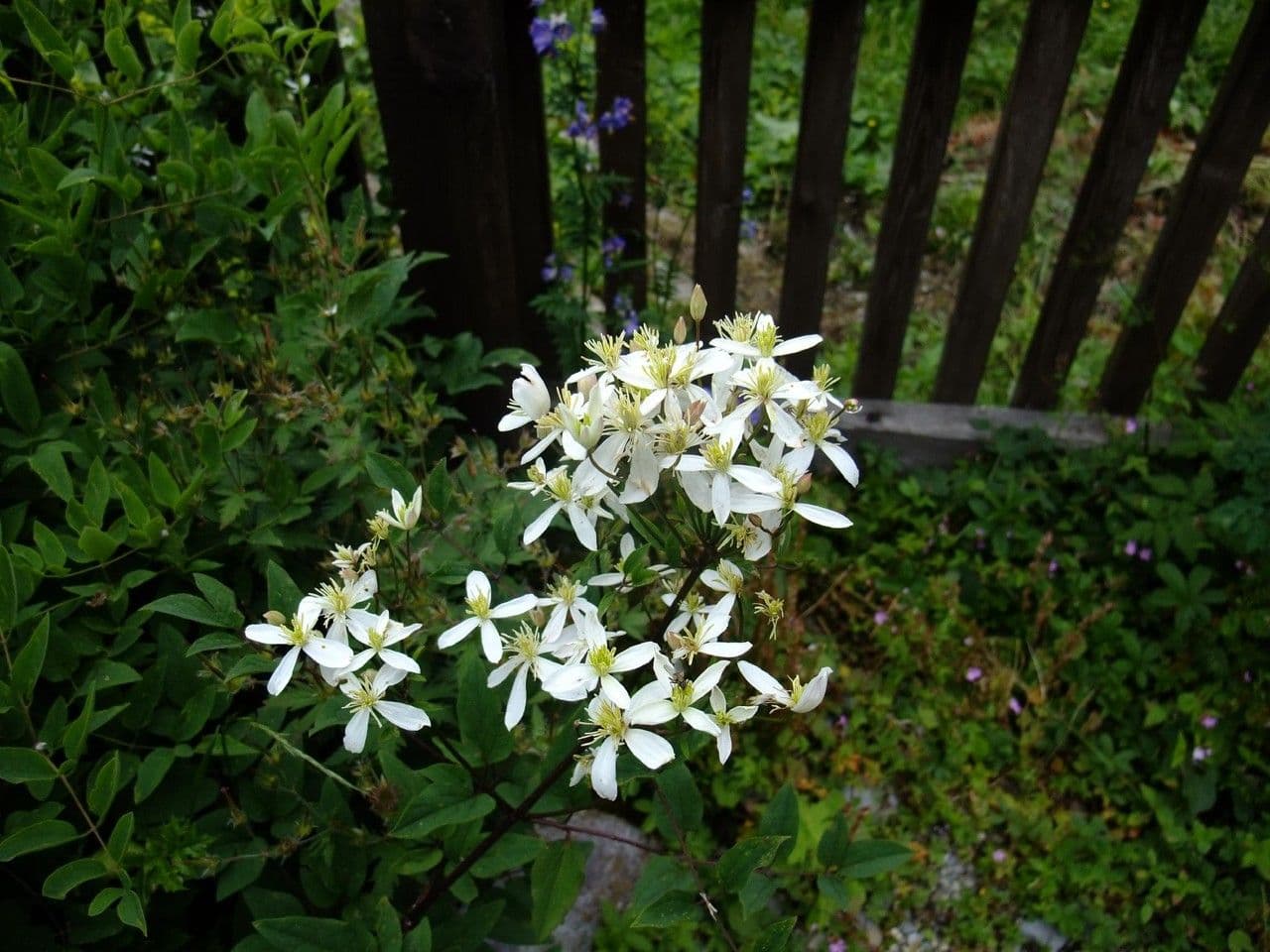 Clematis 5