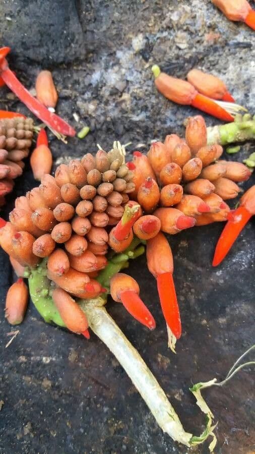 Erythrina americká 2
