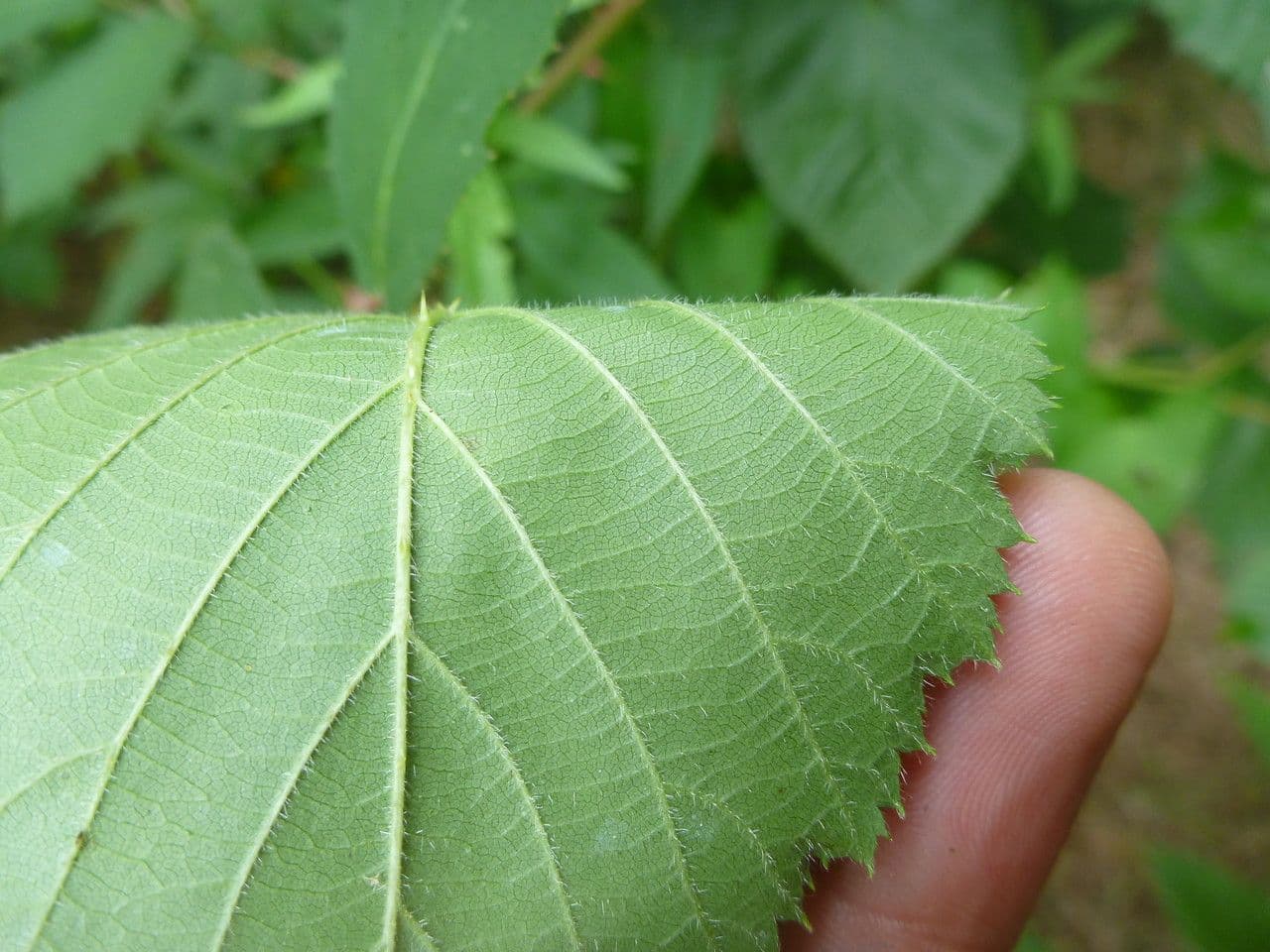 Long-prickled bramble 4