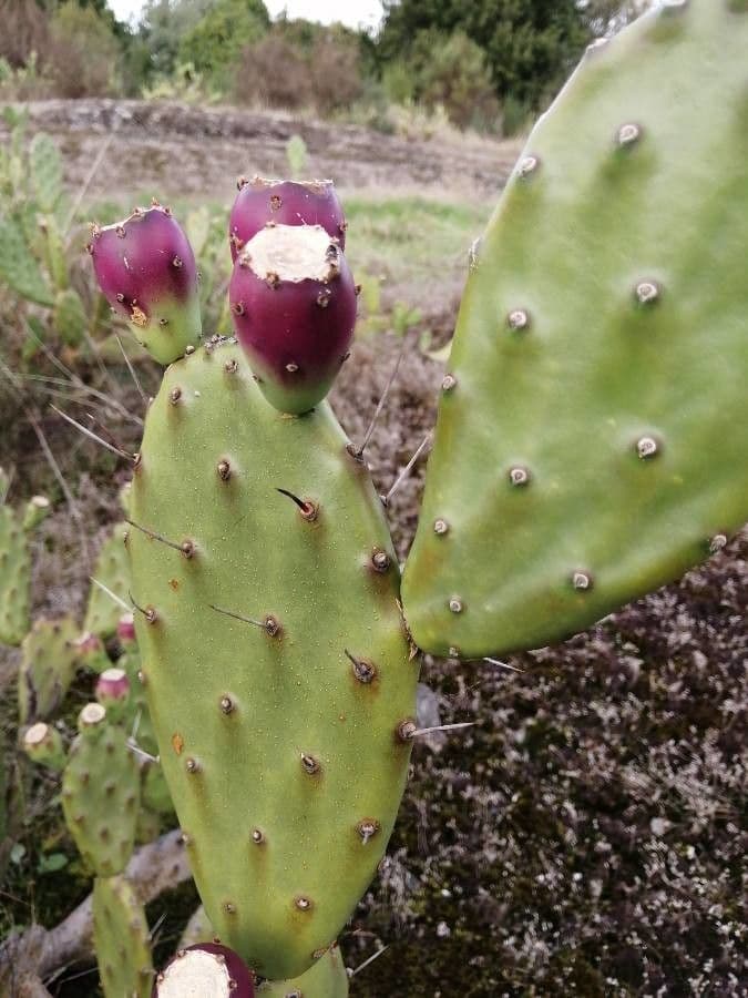 Erect prickly-pear 16