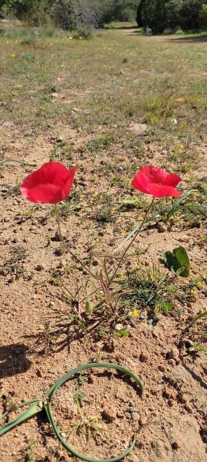 Sand-Mohn 15