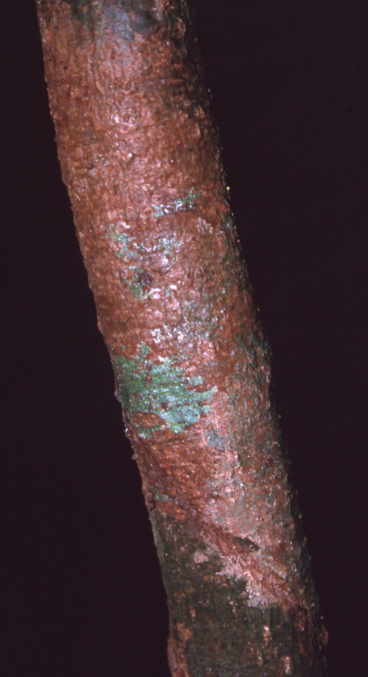 Inga 2