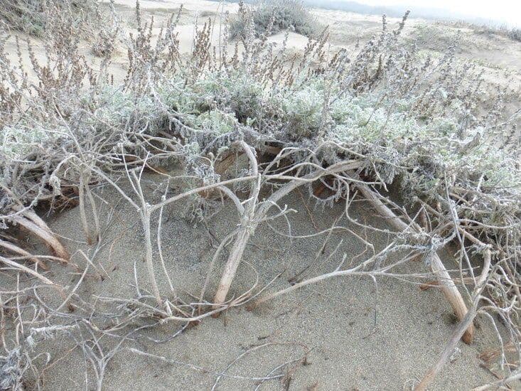 Artemisia pycnocephala 9