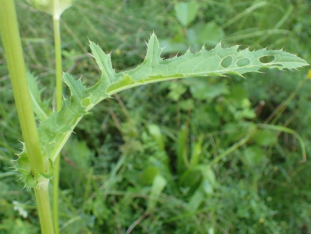 Kohldistel 21