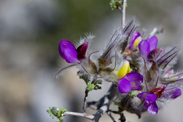 Dalea formosa 2