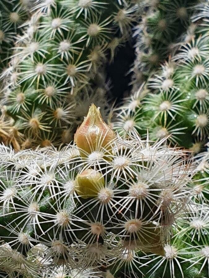 Cactus stella dorata 26