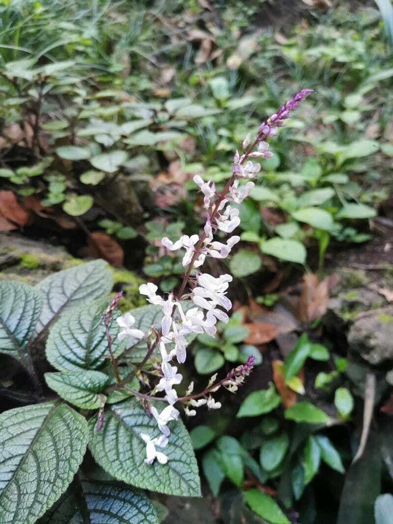 Plectranthus 4