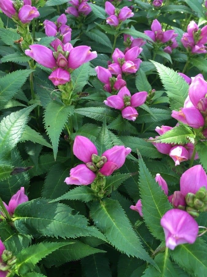 Chelone 16