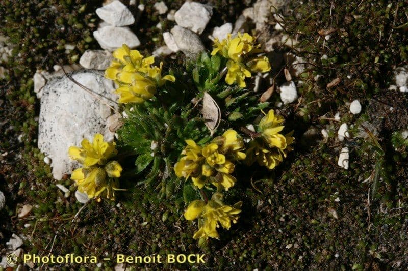 Draba 9