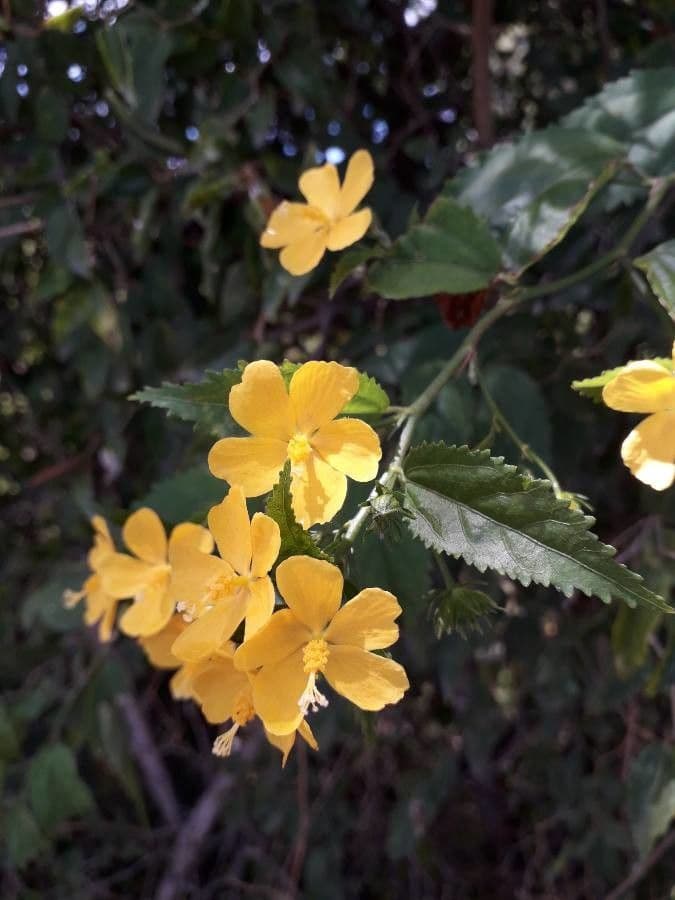 Pavonia spinosa 5