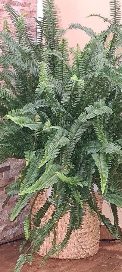 Nephrolepis