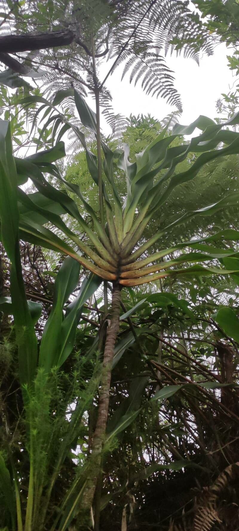 Cordyline mauritiana 21