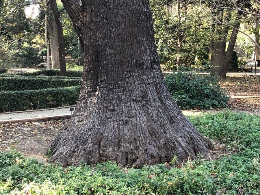 Albero cavolo 25
