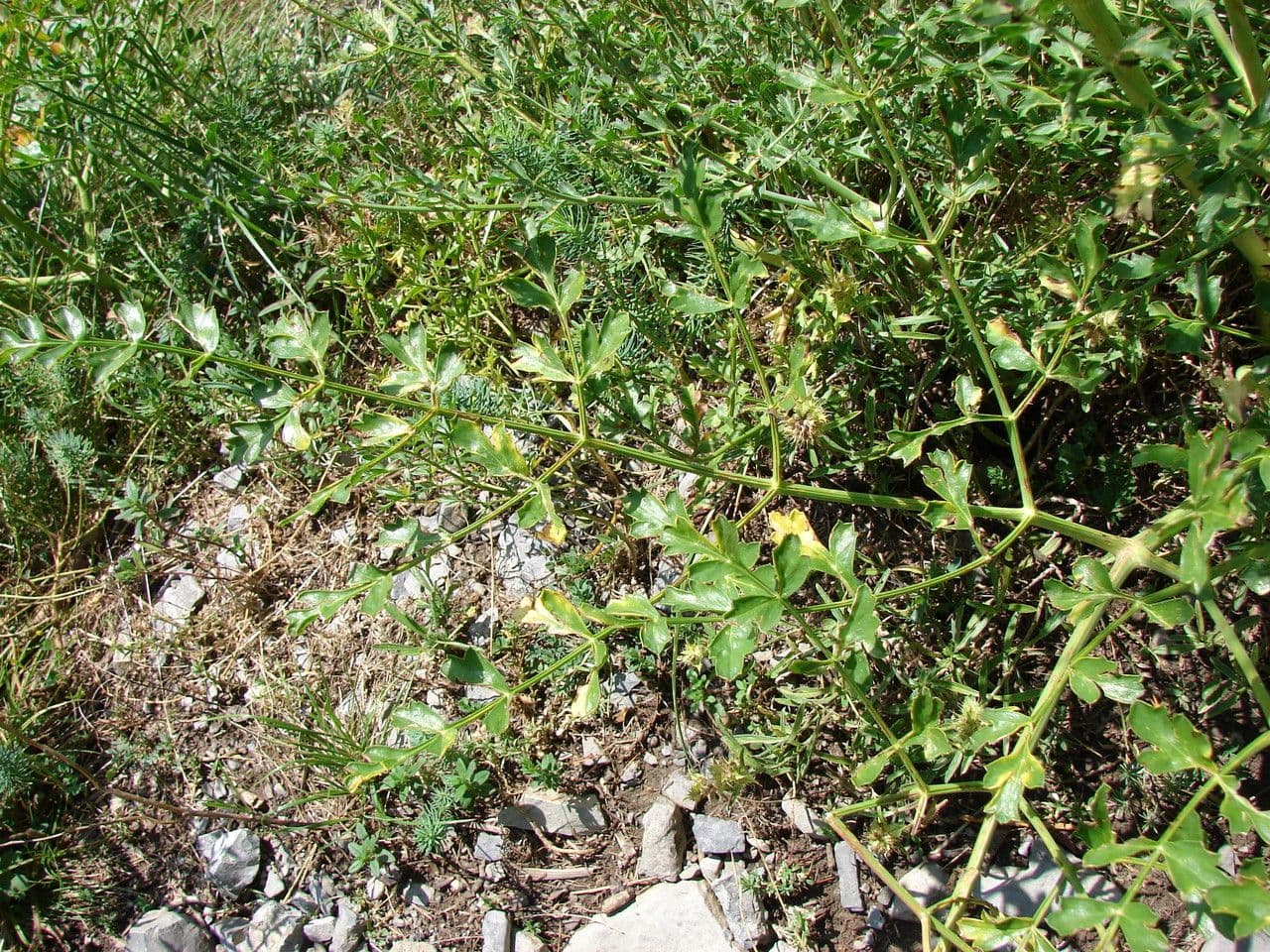 Laserpizio gallico 13