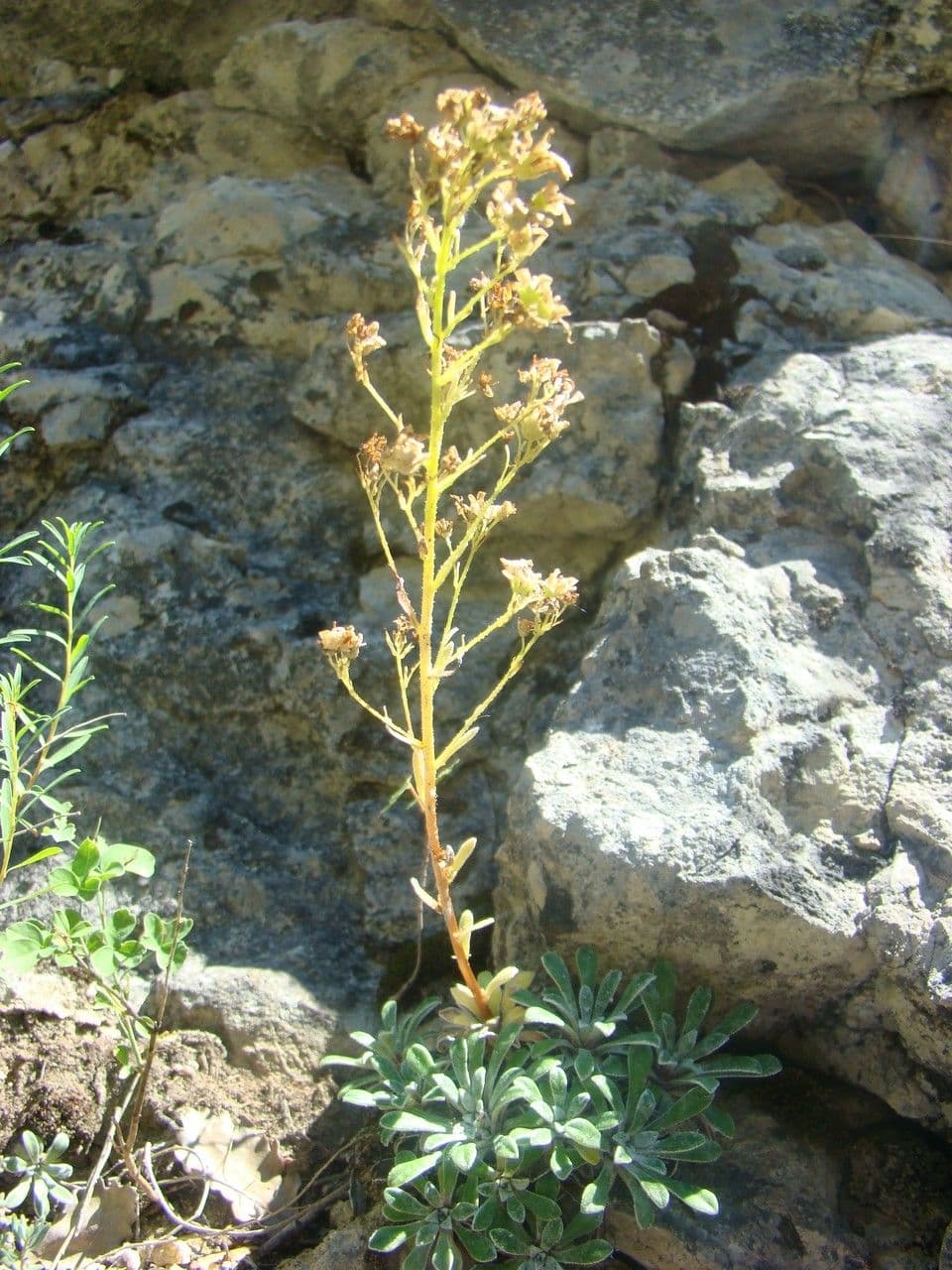Sassifraga a cucchiaio 8
