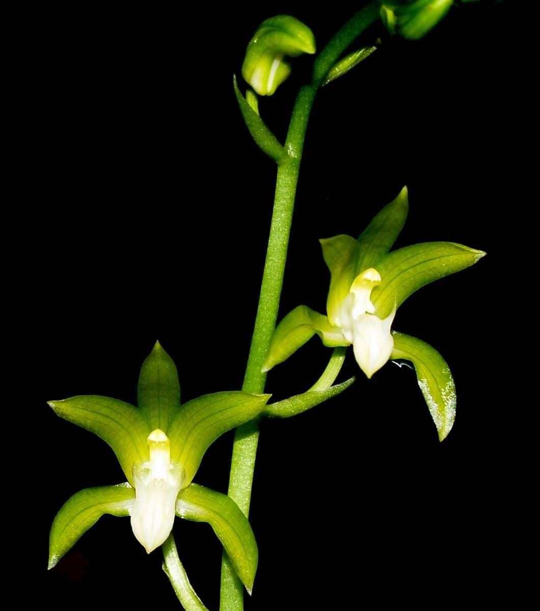 Orchidea 3