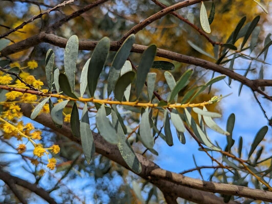 Acacia decorosa 2