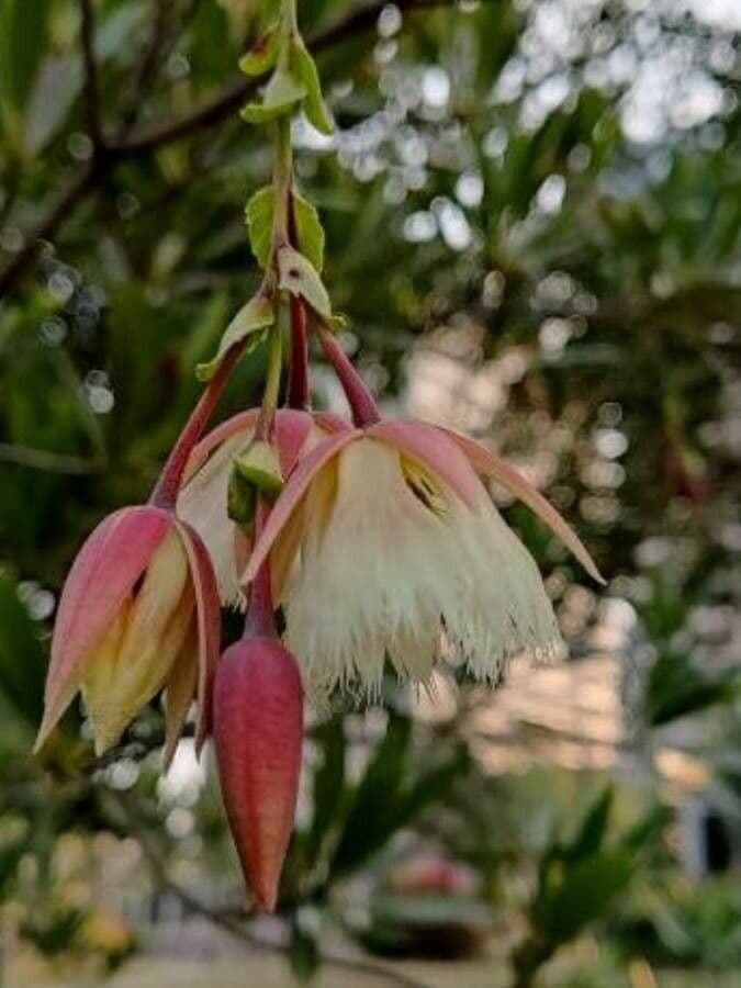 Elaeocarpus