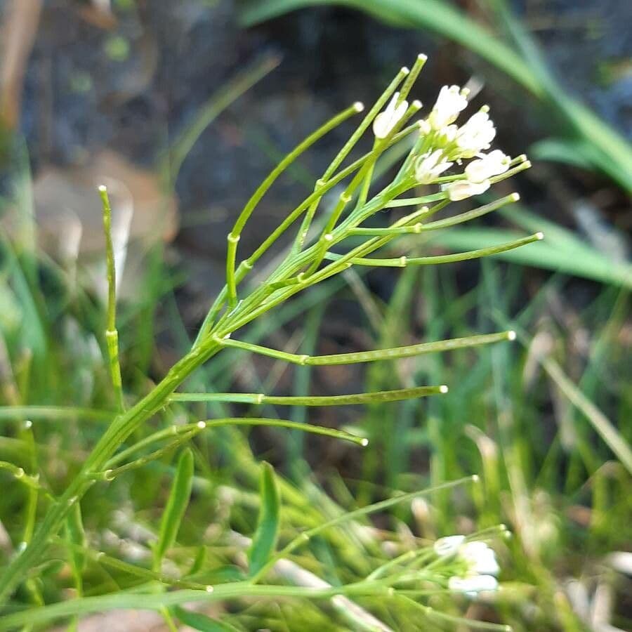 Cardamine flexueuse 2