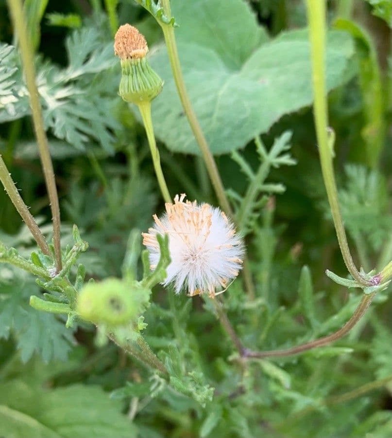 Senecio glauco