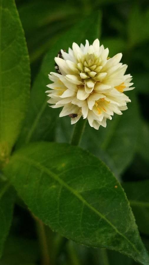Erba alligatore 4
