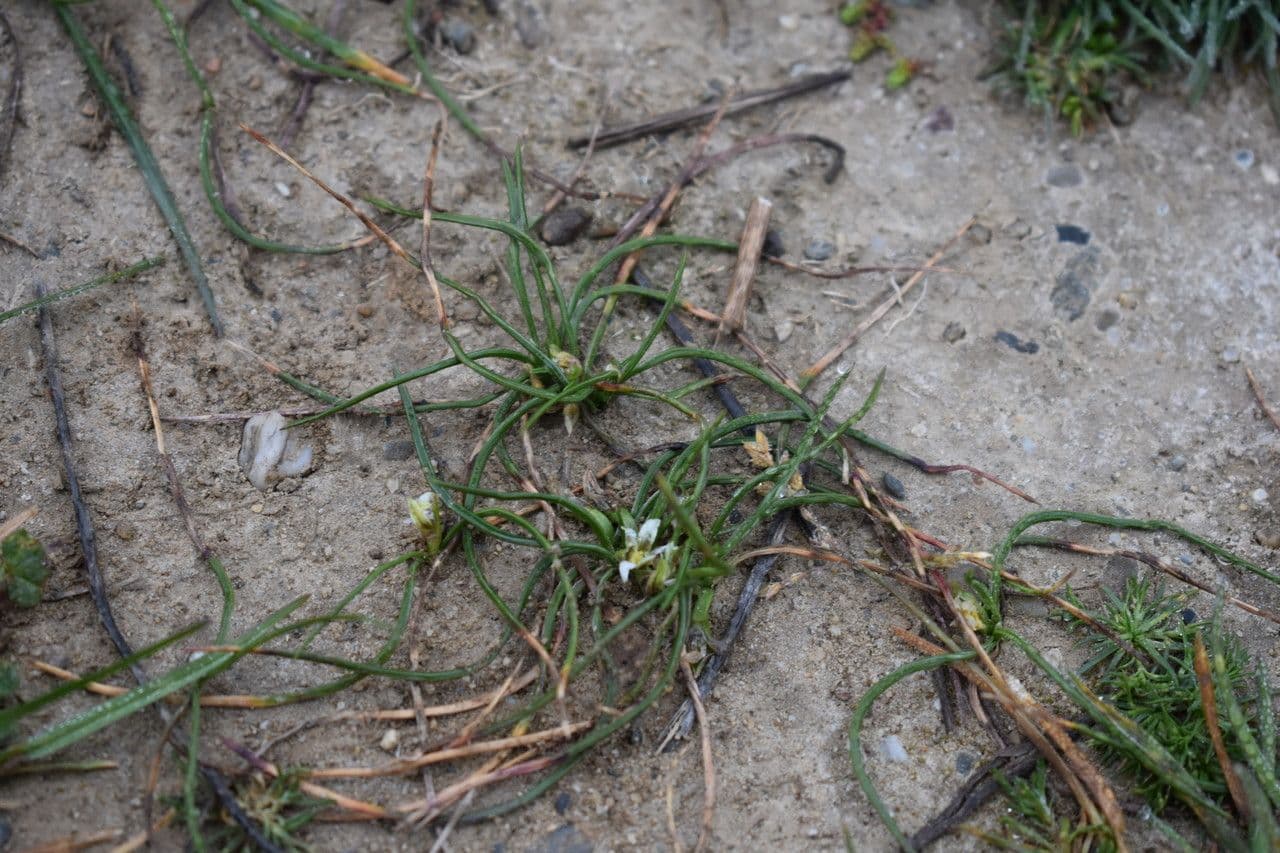 Romulea 18