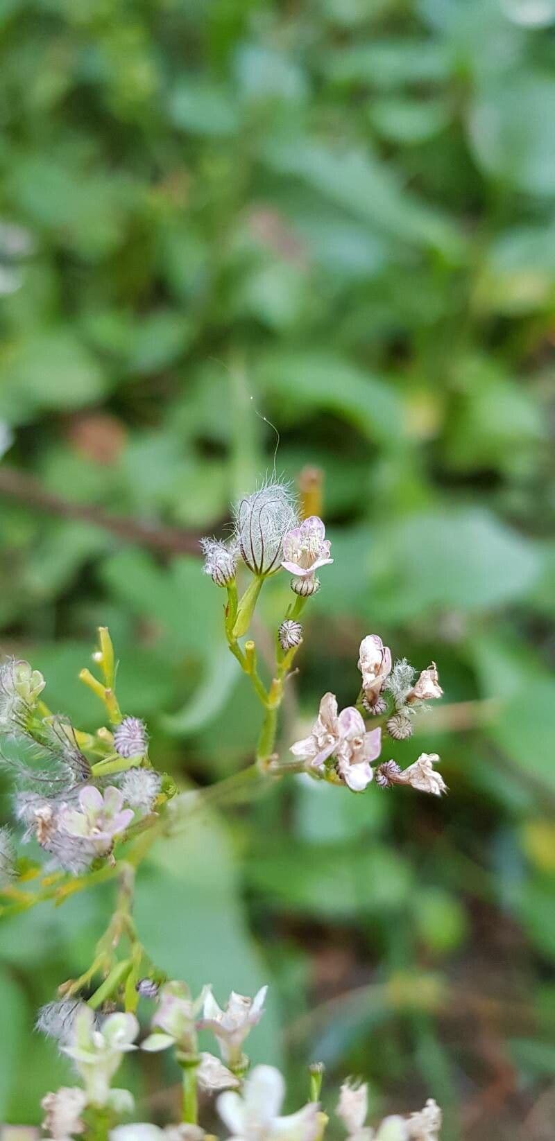 Valeriana trifogliata 2