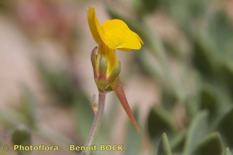 Linaria gialla