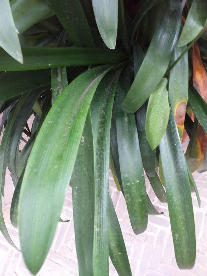 Clivia 6