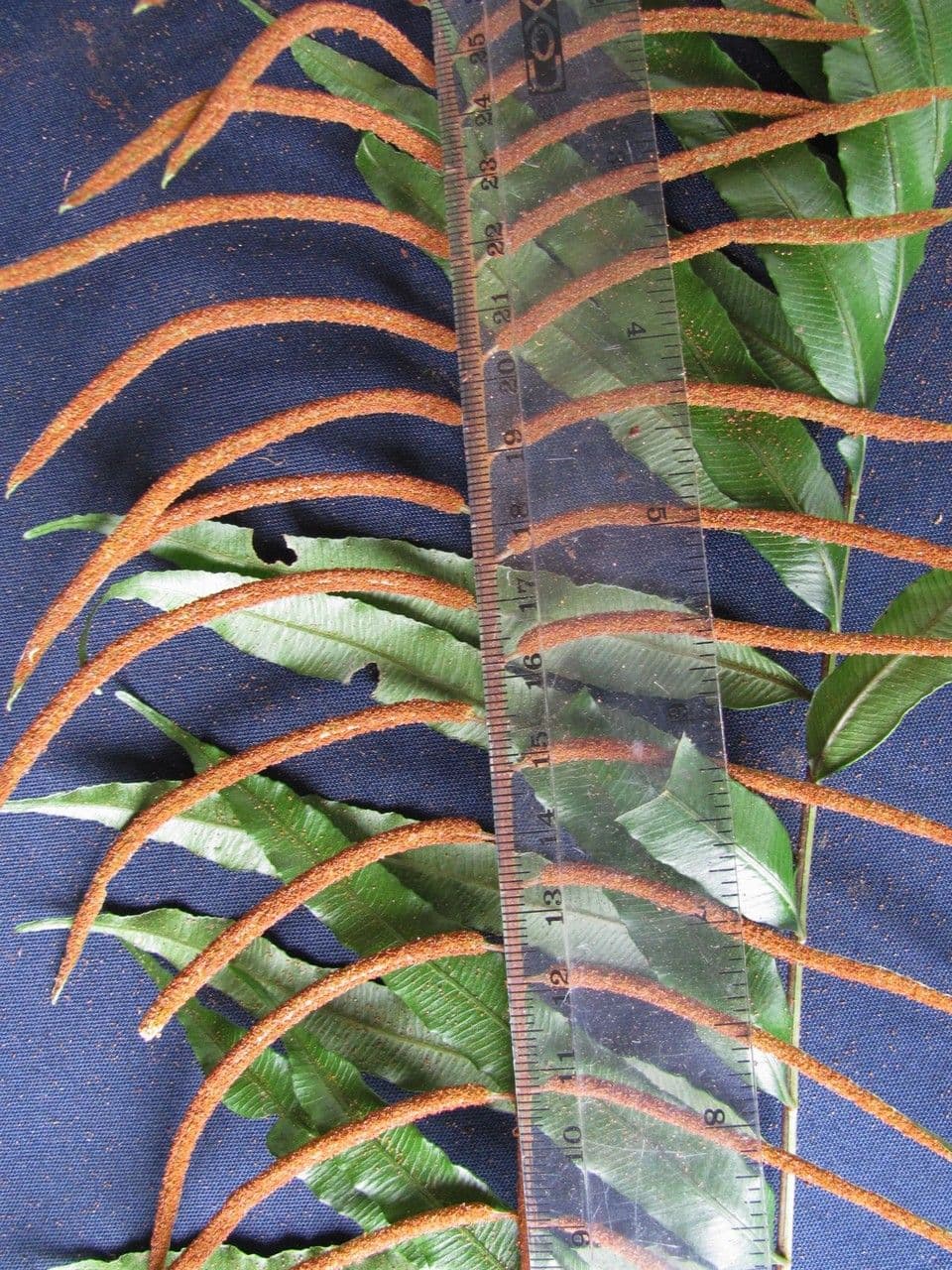 Lomariopsis 5