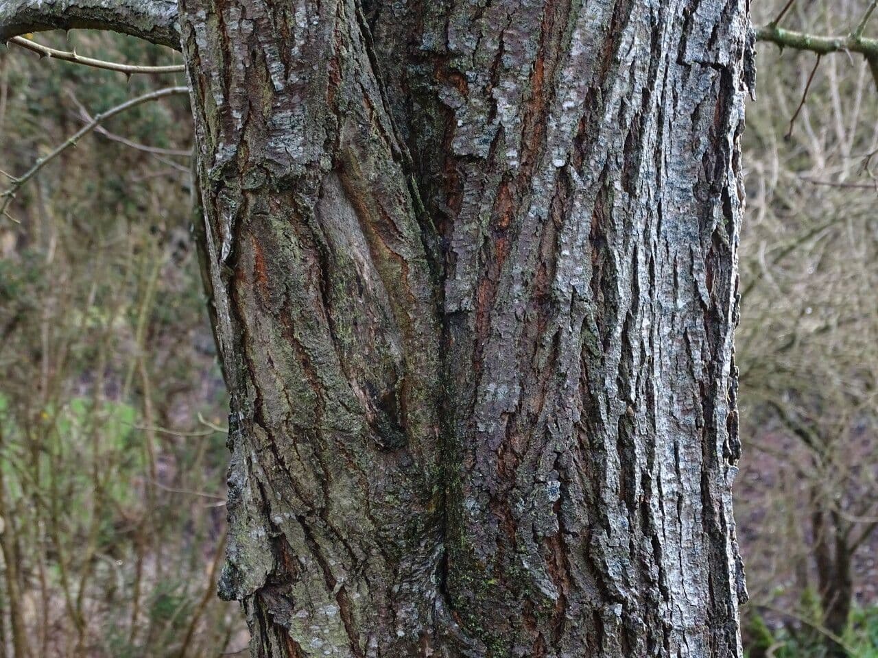 Trnovník novomexický 9