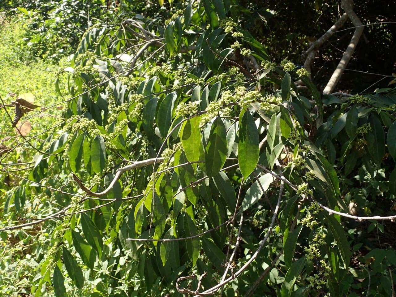 Anthostema 7