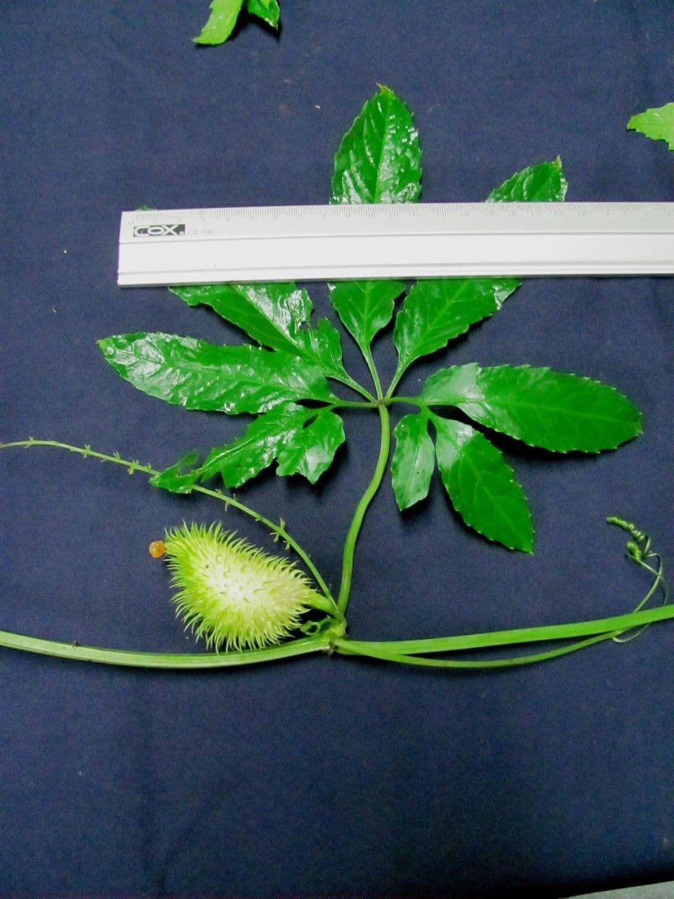 Cyclanthera 18