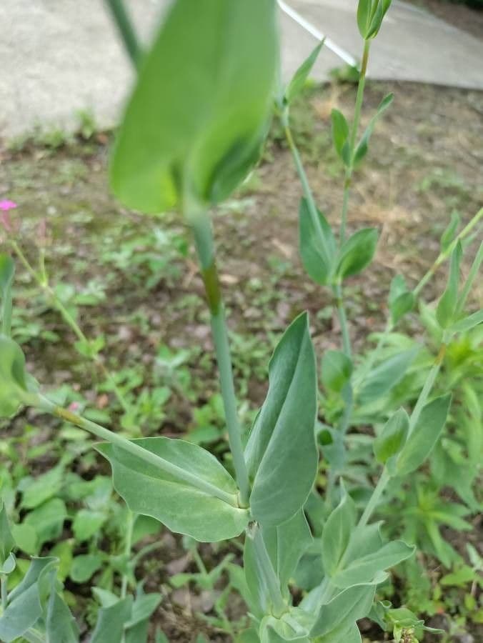 Smolnice obecná 19