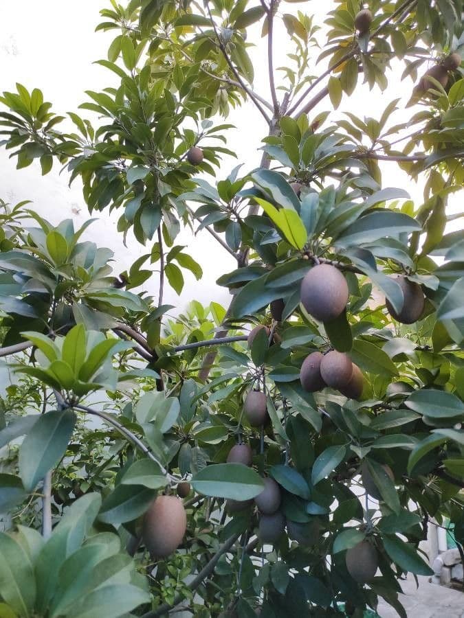 Sapodilla 4