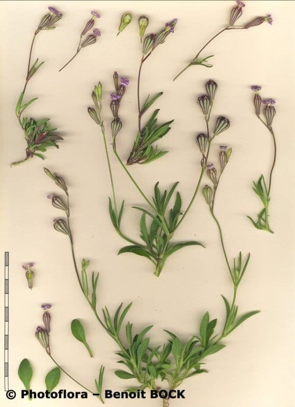 Silene secundiflora 25
