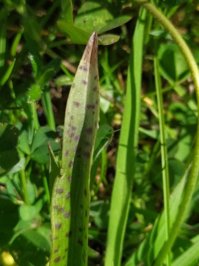 Orchidea di Fuchs 16