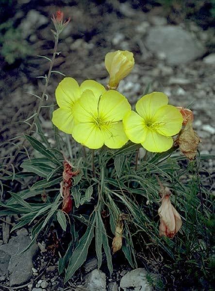 Enagra di Howard 7