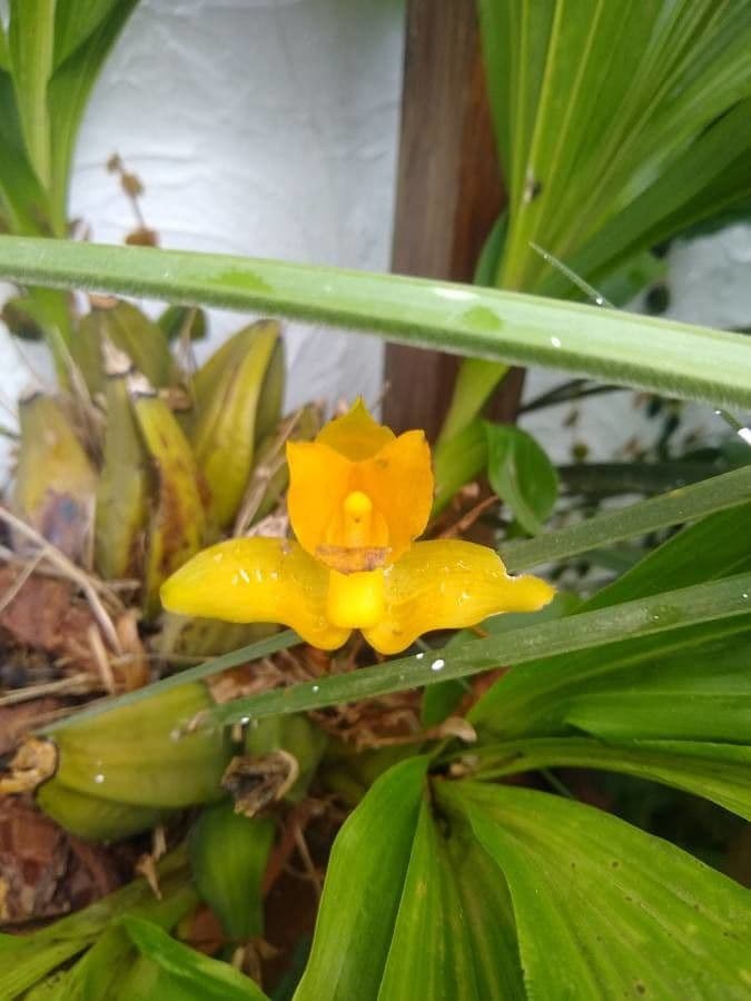 Lycaste 2