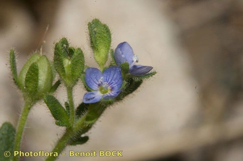 Veronica praecox 23