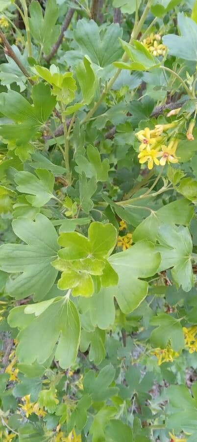 Ribes aureo 16