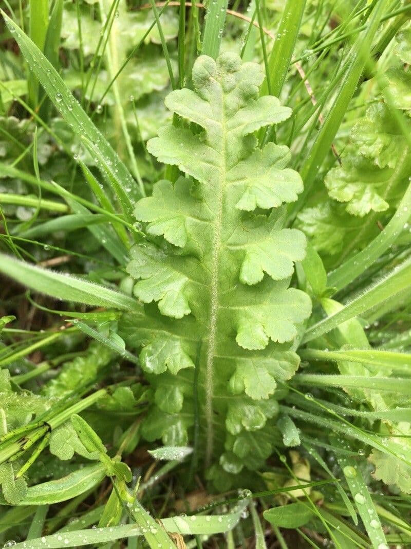 Pedicularis sceptrum-carolinum 12
