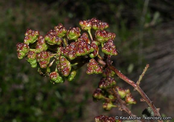 Ceanothus plstnatý 2