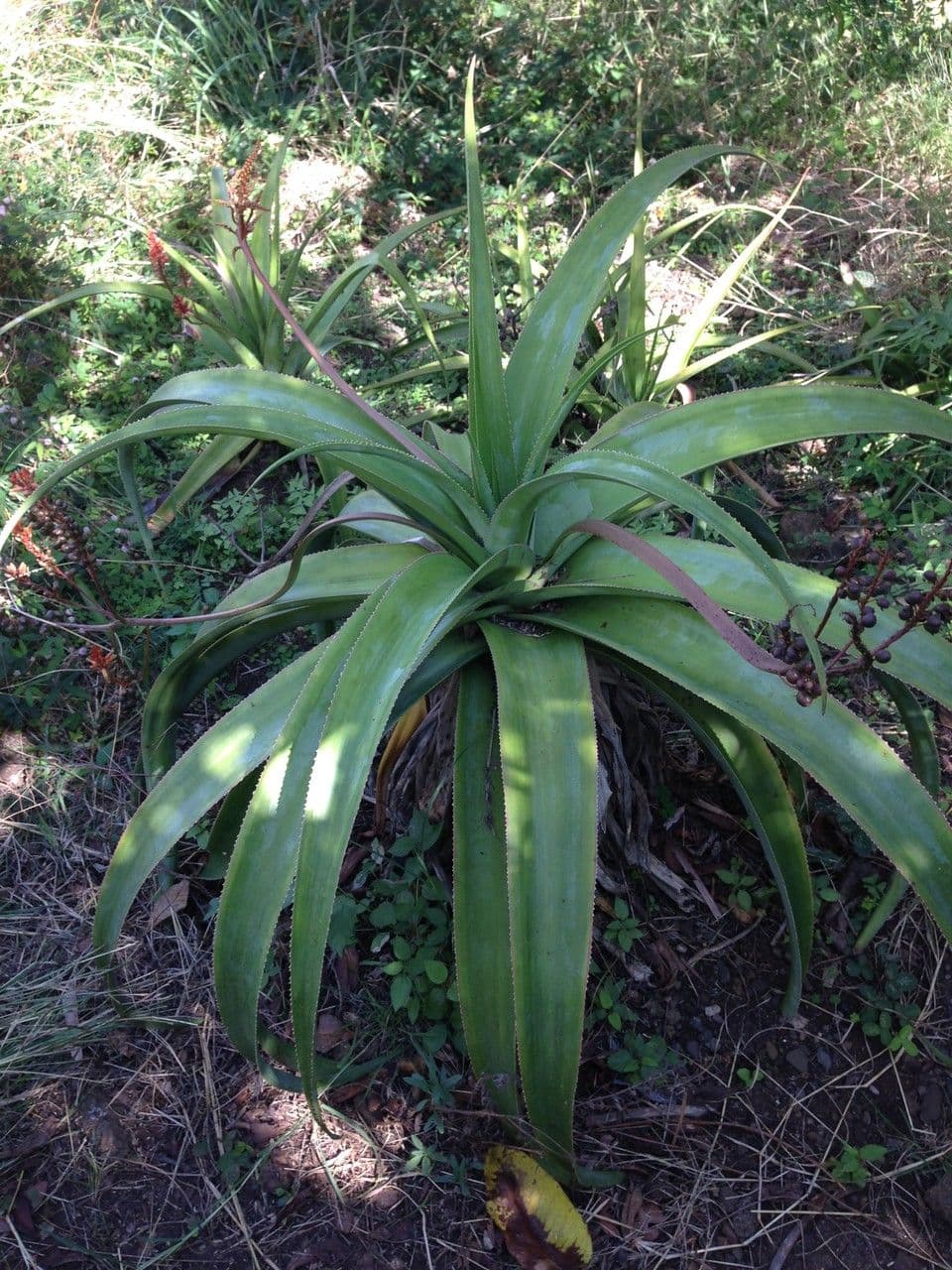 Aloe 9