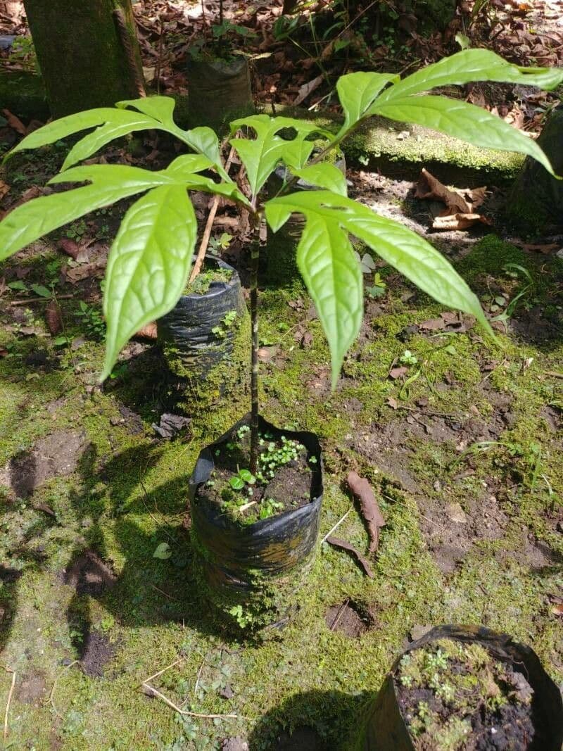 Dracontium 2