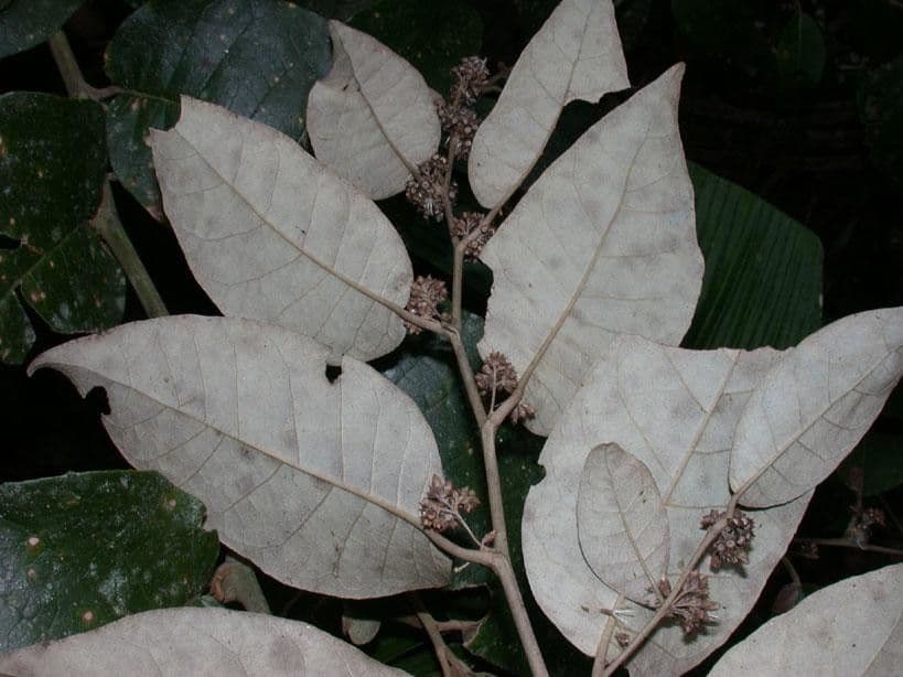 Piptocarpha 21