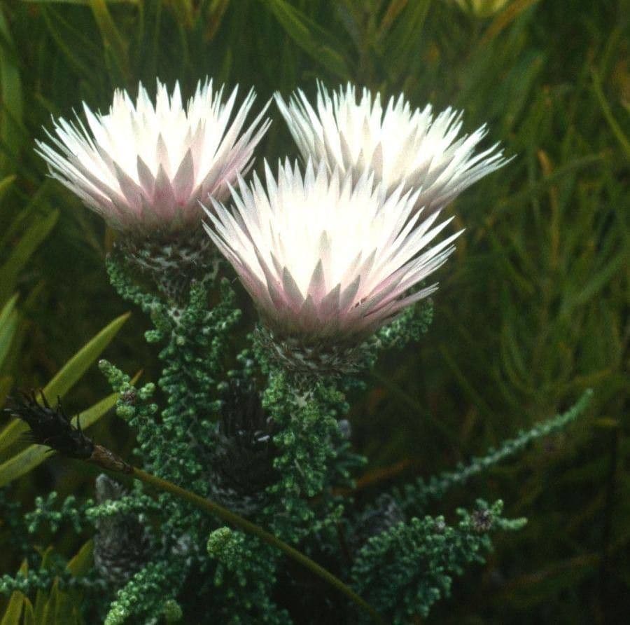 Phaenocoma prolifera 2