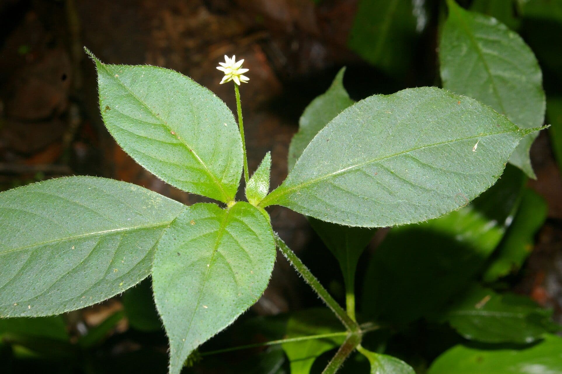 Alternanthera 2
